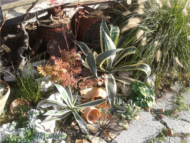 Agave